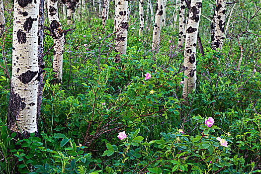 野玫瑰,野花,白杨,小树林,冰川国家公园,蒙大拿,美国