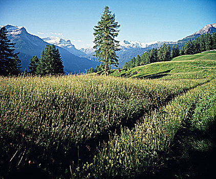 野花,土地,瑞士