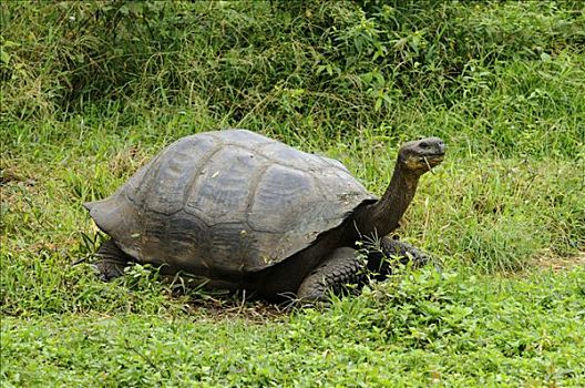 加拉帕戈斯巨龟,加拉帕戈斯陆龟,加拉帕戈斯,厄瓜多尔,南美