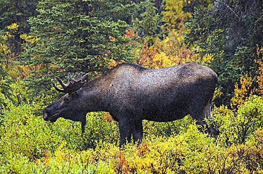 雄性,驼鹿,德纳里峰国家公园,阿拉斯加,美国