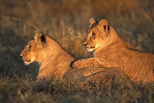 非洲狮,狮子,一对,三个,老,幼兽,一起,马赛马拉国家保护区,肯尼亚,非洲