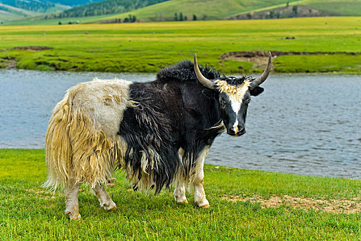 牦牛,站立,河,山谷,国家公园,蒙古,亚洲
