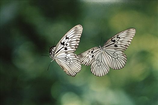 手绢,蝴蝶,木头,追逐,雌性,雨林,苏拉威西岛,印度尼西亚