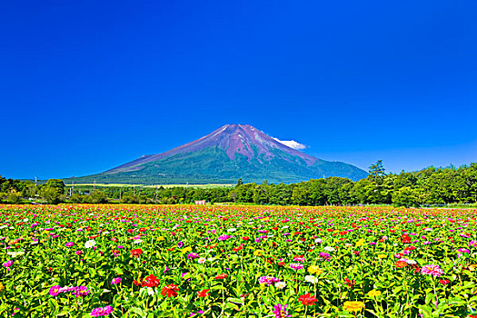 山,富士山,普通,百日草