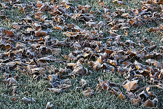 落叶,霜,地面