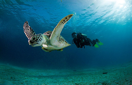 潜水,看,绿海龟,布桑加,菲律宾,亚洲