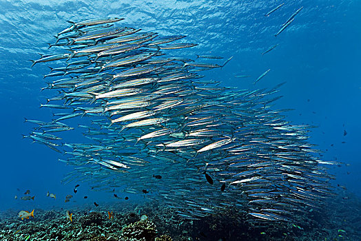成群,梭鱼,梭鱼属,太平洋,法属玻利尼西亚,大洋洲