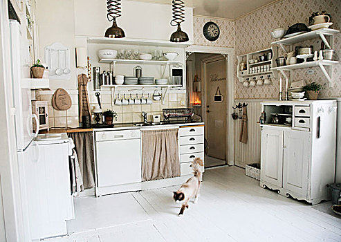 厨房,白色,合适,柜子,猫,走,木地板