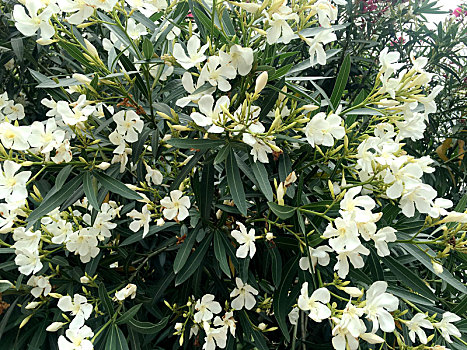 白色,花朵