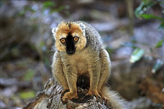 褐色,狐猴,成年,雄性,禁猎区,马达加斯加,非洲