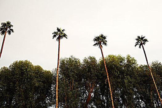 棕榈树,棕榈泉