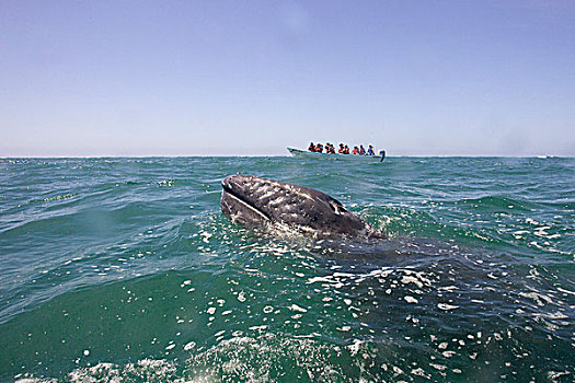 灰鲸,幼兽,平面,靠近,观鲸,船,下加利福尼亚州,墨西哥