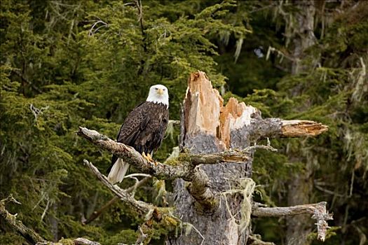 白头鹰,栖息,成熟林,残枝,通加斯国家森林,东南部,阿拉斯加