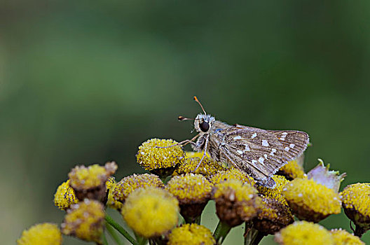 银纹多角蛱蝶,中间,生物保护区,中心,区域,萨克森安哈尔特,德国,欧洲