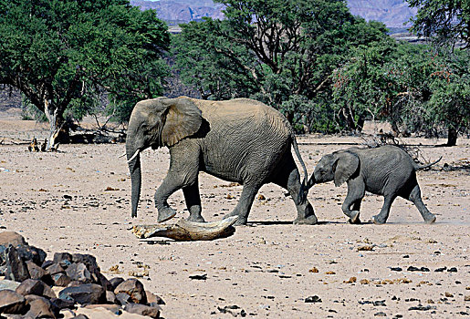非洲象,荒芜,大象,幼兽,干枯河床,达马拉兰,区域,纳米比亚,非洲