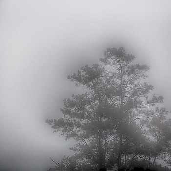 模糊,菲律宾,树,隐藏,雨,雾