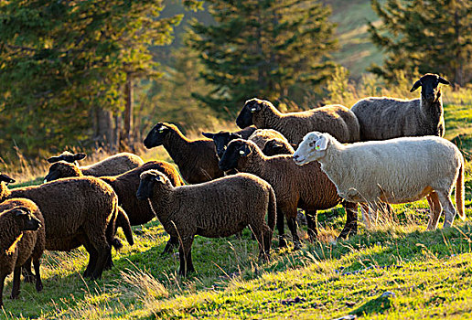 绵羊,萨尔茨堡州,奥地利