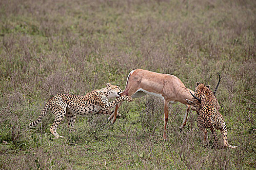印度豹,猎豹,幼兽,压制,瞪羚,塞伦盖蒂,坦桑尼亚,非洲