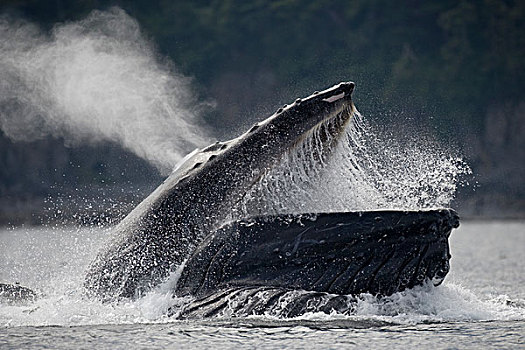 驼背鲸,鱼群,青鱼,靠近,东南阿拉斯加,夏天