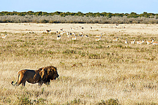 纳米比亚,埃托沙国家公园,狮子,跳羚