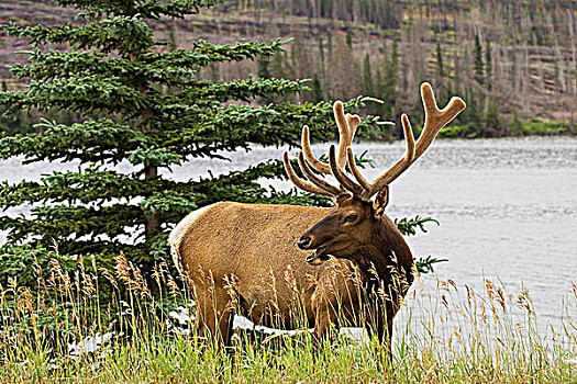 公麋鹿,鹿属,鹿,鹿角,碧玉国家公园,艾伯塔省,加拿大