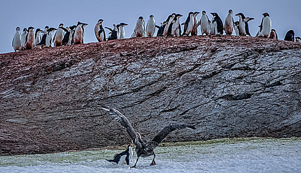 南极阿德利企鹅冰川上被贼鸥捕食
