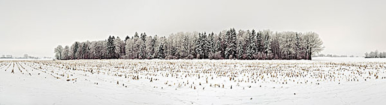 冬季风景,梅克伦堡前波莫瑞州,德国,欧洲