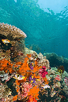 软珊瑚,海绵,被囊动物,四王群岛,区域,巴布亚岛,伊里安查亚省
