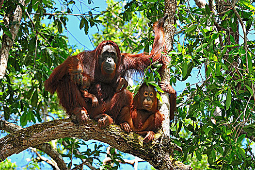 猩猩,黑猩猩,女性,幼小,露营,檀中埠廷国立公园,婆罗洲,印度尼西亚