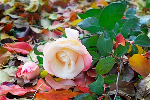 漂亮,白色蔷薇,黄色,秋叶