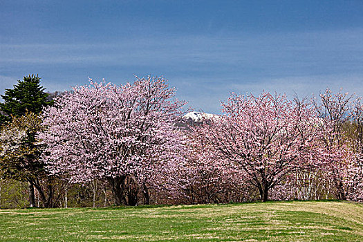 樱花,公园