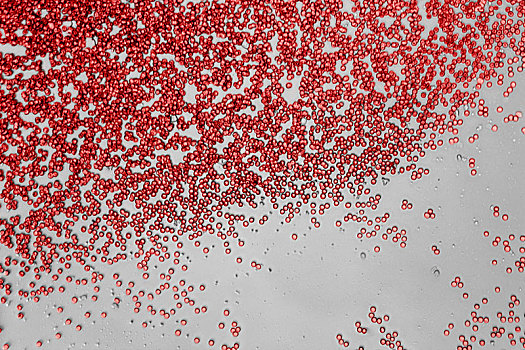 血细胞,显微照相
