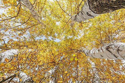 仰拍秋天金色的白桦林