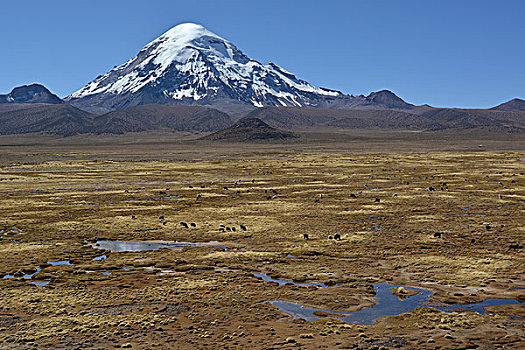 火山,美洲驼,国家公园,边界,玻利维亚,智利