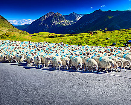 绵羊,走,汽车,道路,山,背景