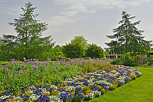 公园,花园,展示,三色堇,野外,巨大,洋葱,葱属植物,坏,下萨克森,德国,欧洲