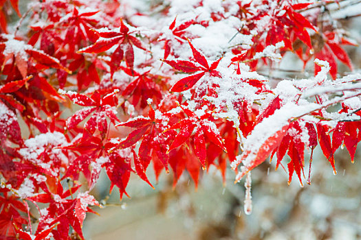 白雪红枫