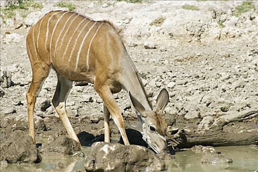 大捻角羚,雌性,埃托沙国家公园,纳米比亚,非洲