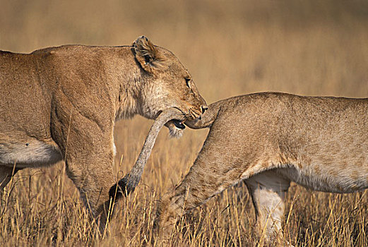 非洲,肯尼亚,马塞马拉野生动物保护区,雌狮,狮子,尾部,自豪,走,热带草原,草