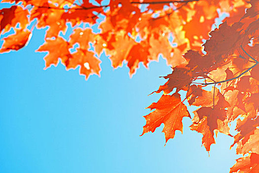 树,离开,特写,秋天,蓝天