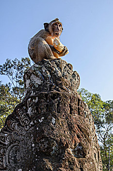 柬埔寨,吴哥窟,长,尾巴,短尾猿,食蟹猴,雕塑