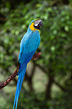 金刚鹦鹉,黄蓝金刚鹦鹉,雨林,南美