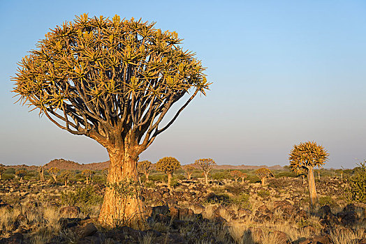 抖树,箭筒树,二歧芦荟,基特曼斯胡普,区域,纳米比亚,非洲