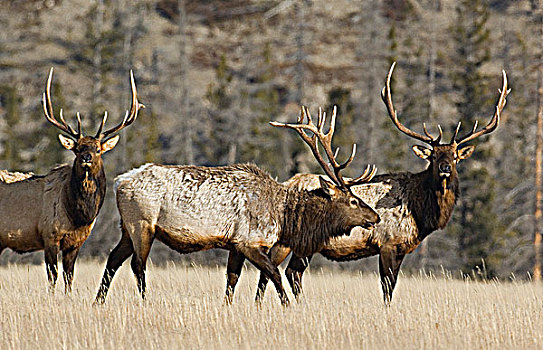 三个,大,公麋鹿,觅食,冬天,草地,碧玉国家公园,艾伯塔省,加拿大