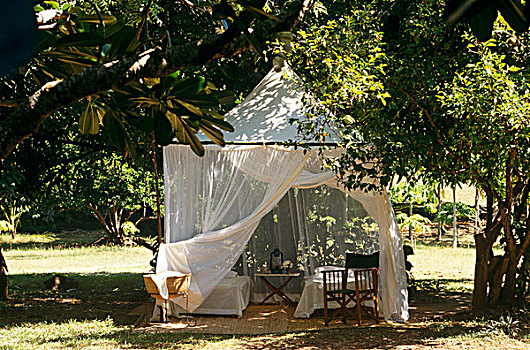 一对,露营,床,下方,帐蓬,蚊子,网,日光,花园,肯尼亚