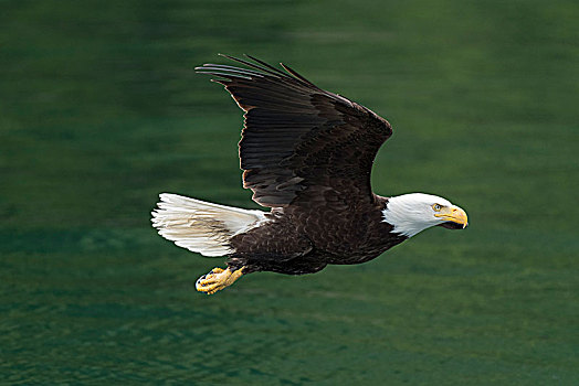 白头鹰,海雕属,雕,飞跃,水,坎贝尔河,不列颠哥伦比亚省,加拿大,北美