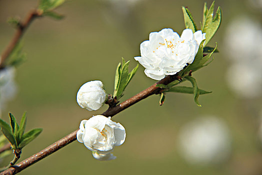 碧桃,千叶桃花,桃花,白色碧桃