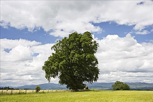 树,麦田,佩思郡,苏格兰,英国