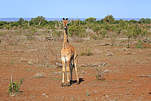 南非,长颈鹿,小动物,克鲁格国家公园,非洲