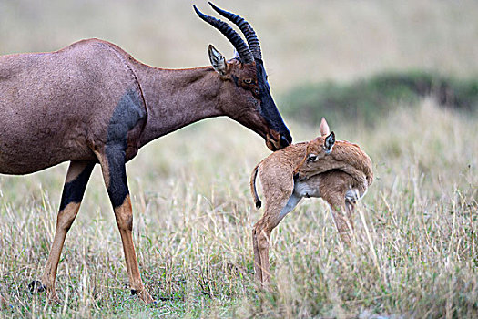 女性,嗅,幼兽,马赛马拉国家保护区,肯尼亚,非洲